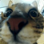 猫头三