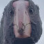 Bert