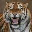 Siberian Tiger