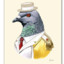 a_pidgeon