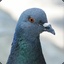 pigeon[32]