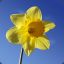 Brad_the_daffodil`s