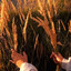 wheatfields
