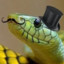 Classy Snek