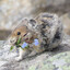The American Pika