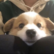 玩家头像