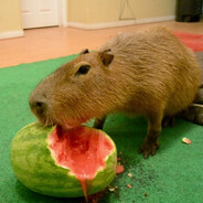 boar
