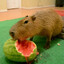 boar