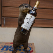 Выдра ест собаку