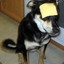 phantomcheesedog