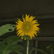 小葵花吊打菊爆蛋