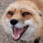 laughing fox