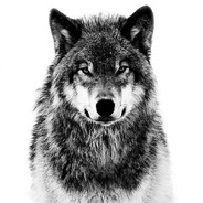 GreyWolf