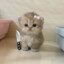 Miau Miau