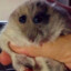Hampster