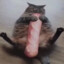 ✞𝓒𝓪𝓽 On Diabetes✞