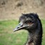 Emu