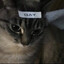 Gumi_Lupie