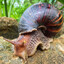 fat mollusk