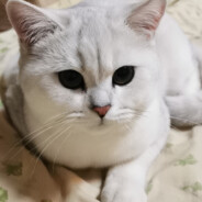 黑豹