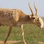 Saiga Antelope