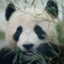 I_am_a_fat_panda