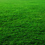 Grass avatar
