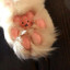 Kitty Soft Paws