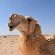 Верблюд по Ницше