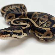 HeedlessKhan08