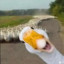 果冻跳跳糖
