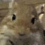 Dookie Rat