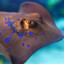 sting ray