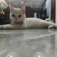 干拉然后去振刀