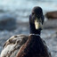 Mr. Duck