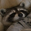 Michael Raccoon