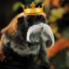 King Banana.