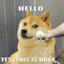 hello, yes this is doge