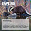 Skandinavisk Bävling