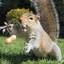 squirrel_nut4