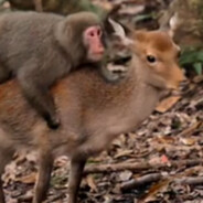 东方香蕉玻璃海苔