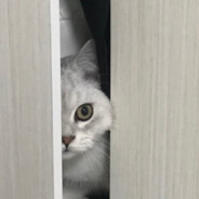 雷神小动，刺云雨零耶，君将留？