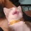 Teko