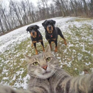 樱花散尽终飘落