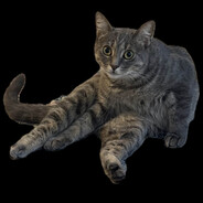 scoobert