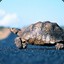 大家好我是tortoise飞