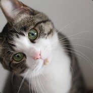Wan