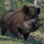 Boar