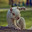 the squirrel