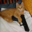 GLOCKCAT